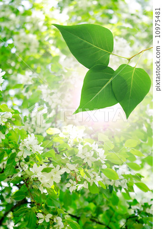 Spring Blossom 10975481