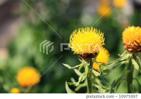 Yagurumagiku（Yagurugiku） 10975897