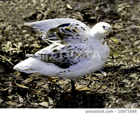 White Duck White Duck 10975898