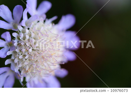 Pieris mushrooms (Princesses pine needle grass) Pieris mushrooms (Princesses pine needle grass) 10976073