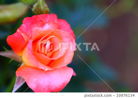 Rose Princess Michiko Rose Princess Michiko 10976134