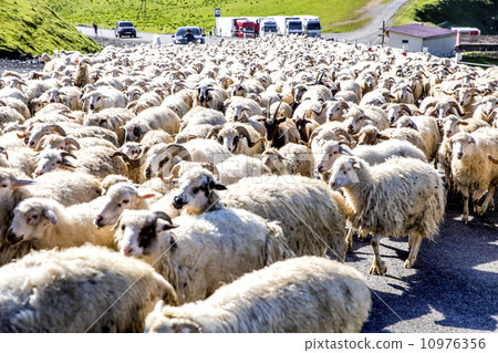 Georgian sheep grazing landscape 10976356