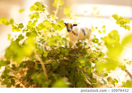 Plants and cattle 10976432