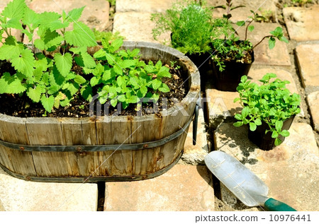 gardening gardening 10976441