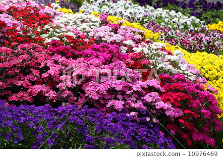 Nadesico and pansy 10976469