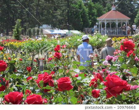 Shishima Park玫瑰園 Shishima Park玫瑰園 10976668
