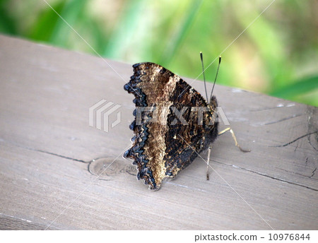 Heredome horse 10976844