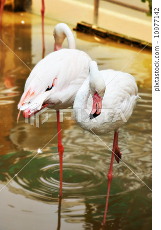 Flamingos Flamingos 10977142