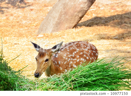 Deer Deer 10977150