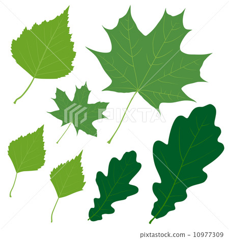 Set of seven vector green leaves for your design 10977309