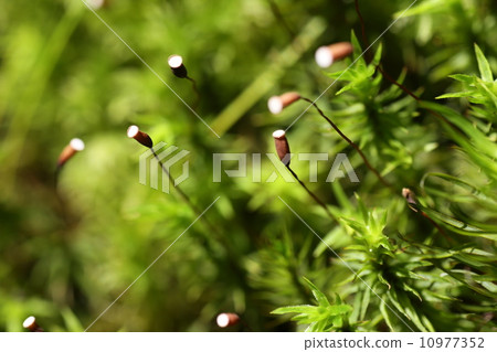 苔蘚花 苔蘚花 10977352
