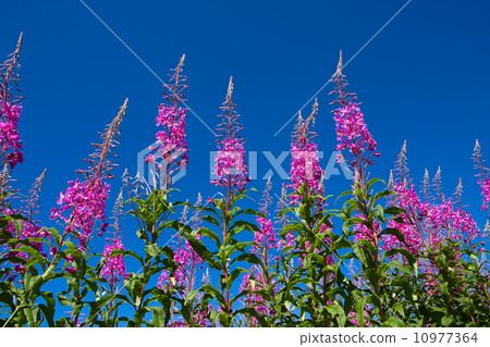 Purple Alpine Fireweed Purple Alpine Fireweed 10977364