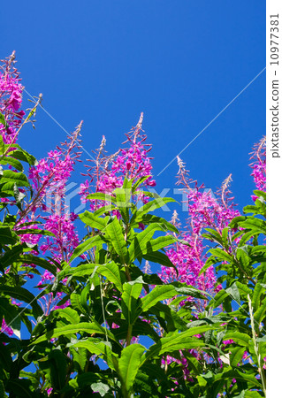 Purple Alpine Fireweed Purple Alpine Fireweed 10977381