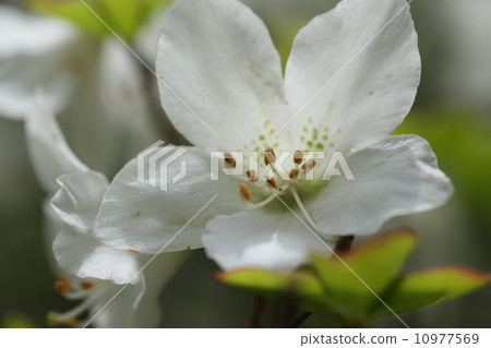 白色椰子花一個輪子 白色椰子花一個輪子 10977569