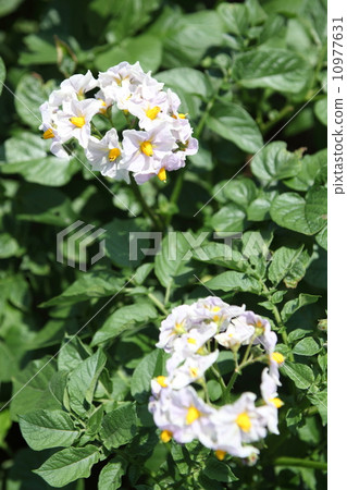 Potato flowers 10977631