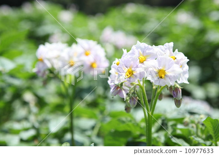 Potato flowers 10977633