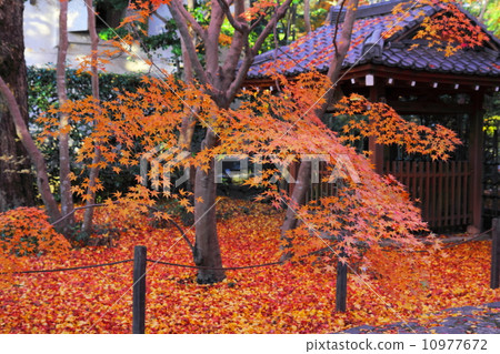 Autumn leaves of lotus temple 10977672