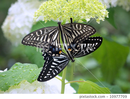 兩隻柳葉刀蝴蝶停在繡球花（Annabell） 10977709