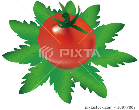 Tomato Tomato 10977802