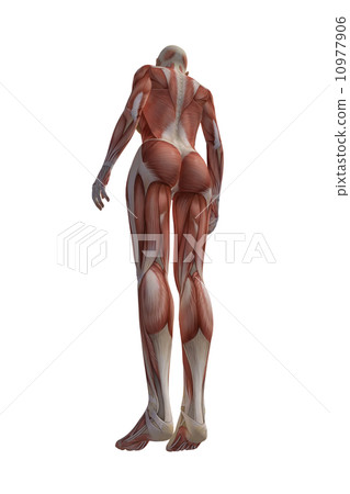 女性肌肉真正的3DCG插圖素材 10977906