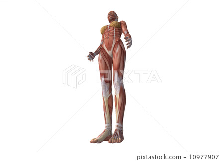 女性肌肉真正的3DCG插圖素材 女性肌肉真正的3DCG插圖素材 10977907