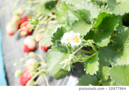 草莓狩獵花 10977964