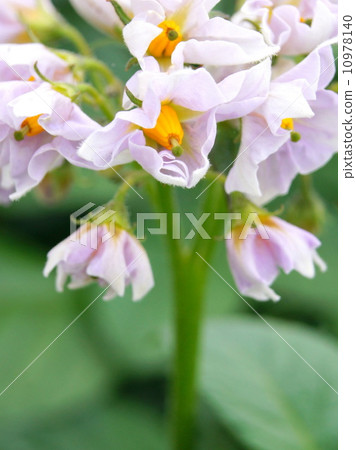 Potato flowers Potato flowers 10978140