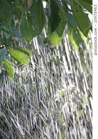 雨雨水Mezz雨雨天雨雨天氣雨天氣雨晴朗水天氣落雨天氣雨天氣雨天氣雨季圖像夏季夏季夏季夏季櫻桃綠葉新鮮綠色雨季沙漠 10978463