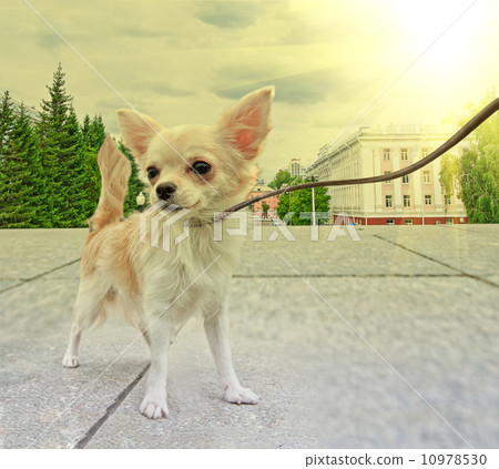 chihuahua walking chihuahua walking 10978530