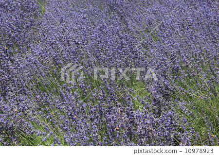 加利福尼亞薰衣草田 10978923