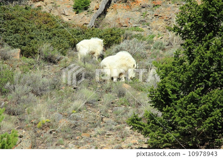 Mountain goat in Yellowstone National Park Mountain goat in Yellowstone National Park 10978943