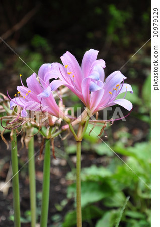 Natsuisen Sen Natsuisen Sen 10979129