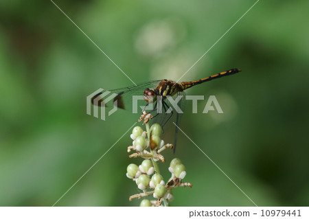 Chestnut dragonfly Female Noshimetombo and Yabumiga Chestnut dragonfly Female Noshimetombo and Yabumiga 10979441
