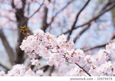 Cherry Blossoms Cherry Blossoms 10979479