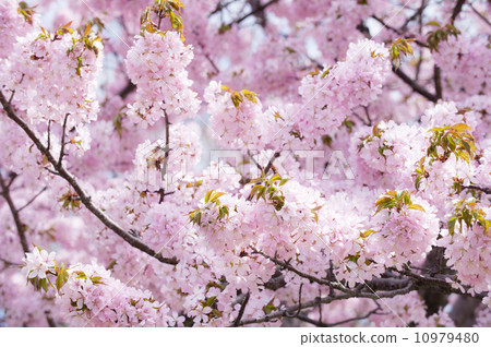 Cherry Blossoms Cherry Blossoms 10979480