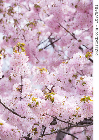 Cherry Blossoms Cherry Blossoms 10979481