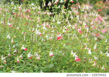 Salvia Hot Lips flowers Salvia Hot Lips flowers 10979482