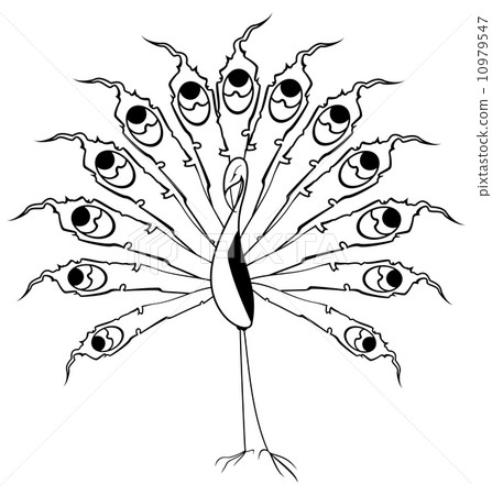 black and white peacock vector 10979547