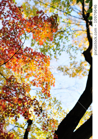 Park looked up in the park 10979646