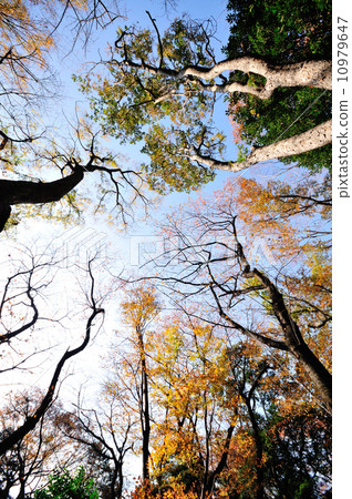 公園抬頭看著公園 公園抬頭看著公園 10979647