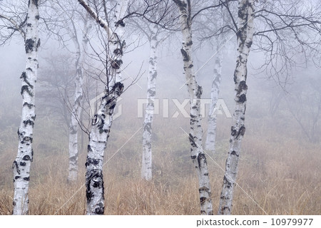 八千高高原 10979977