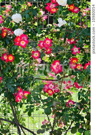 Rose Rose 10980054