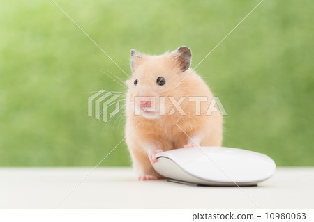 Mouse operating kinka hamster Mouse operating kinka hamster 10980063