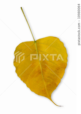 yellow Bo leaves yellow Bo leaves 10980064