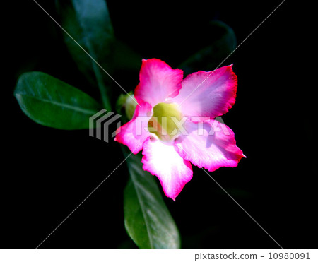 Adenium obesum 10980091