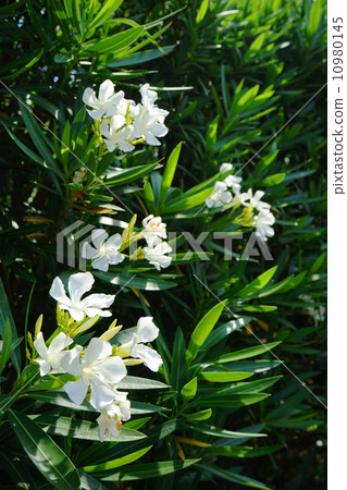 June Flower Arctic and Pyralidae 23 10980145