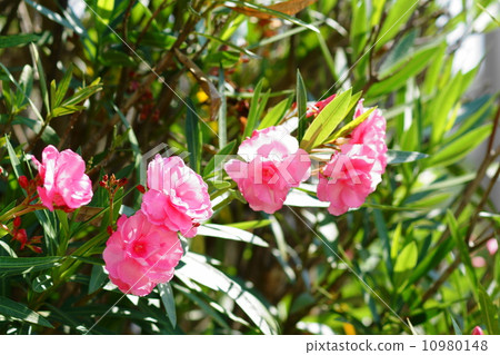 June Flower Pincture and Lepidopterae 20 10980148