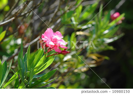 6月6月花苞和Leprechaidae 18 10980150