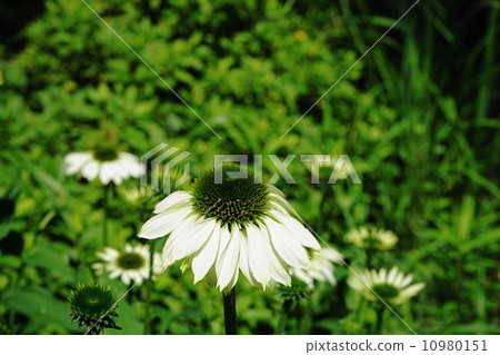 六月花紫錐菊和菊科25 六月花紫錐菊和菊科25 10980151