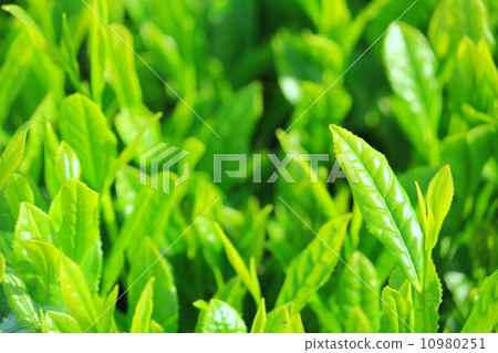 Fresh green tea leaves 10980251